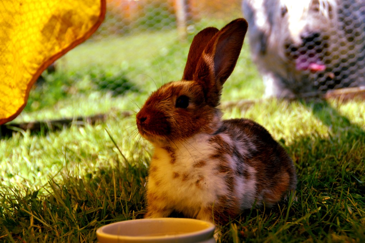 Kanin drikker vand af en skål